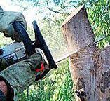 How Our Tree Care Process Works  in  Oriskany, NY